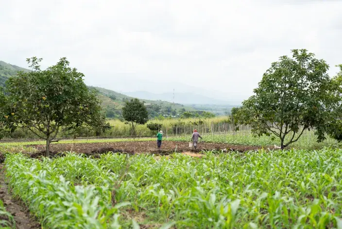 Desarrollo Rural y Ordenamiento Territorial